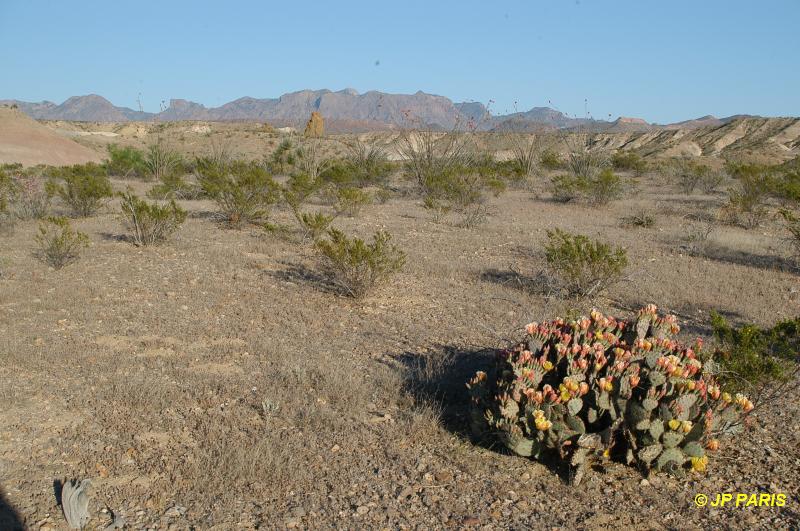 Big Bend National park